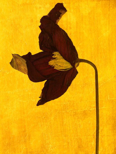Aurum XI von Michael Wissing