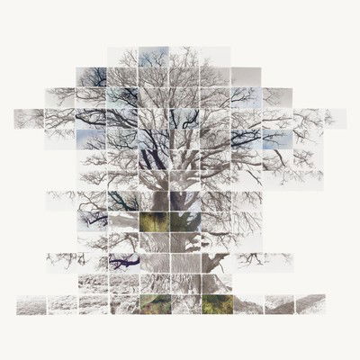 Sketch Film of a Tree von Noel Myles