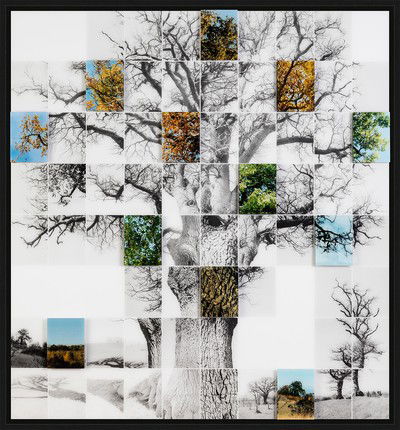 Oak No 1 von Noel Myles