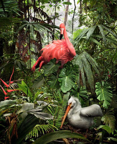 A Lost Flamingo and a Lost Pelican von Pat Swain