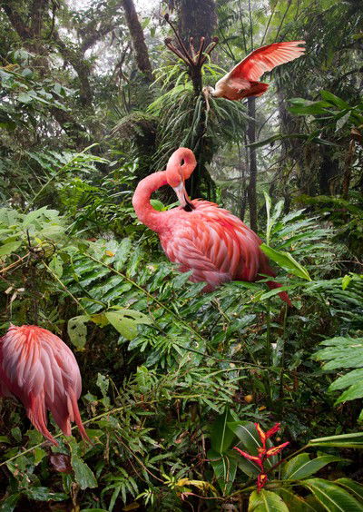 Two Lost Flamingos and a Spoonbill von Pat Swain