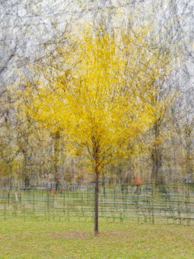 Central Park Four by Pep Ventosa