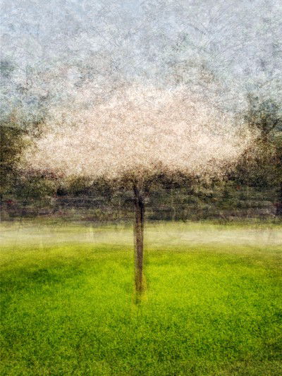 Golden Gate Park One von Pep Ventosa