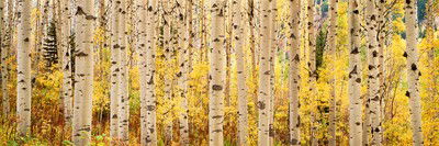 Aspens Rise von Steven Friedman