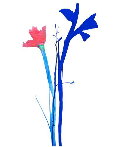Flowers 2 von Sibylle Prinzessin Von Preussen