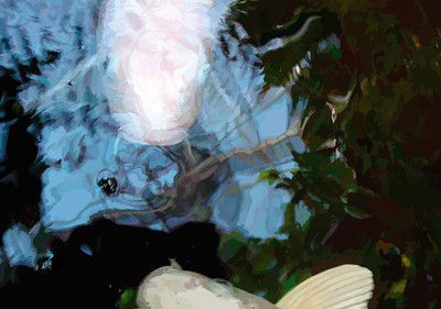 Koi IV von Susanne Wehr