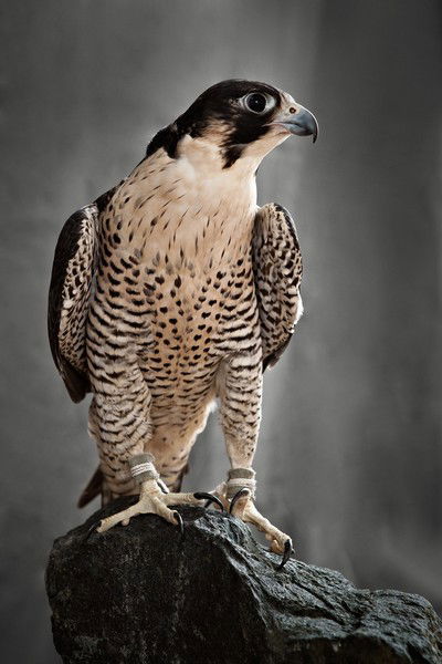 Peregrine Hunting Falcon von Tariq Dajani