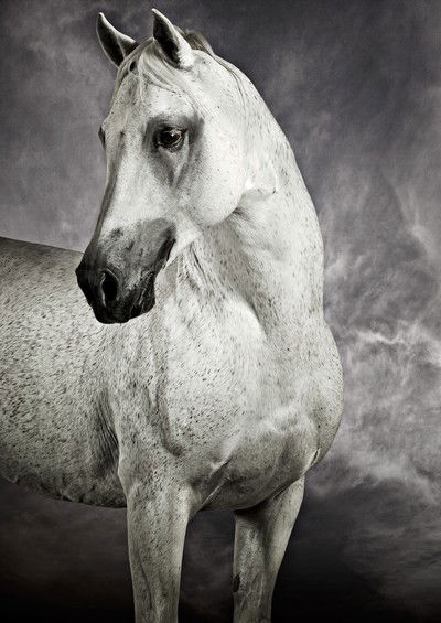 Arabian Racing Stallion von Tariq Dajani