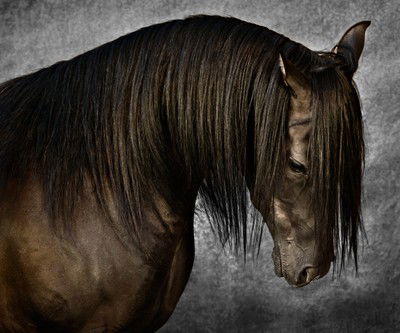 Arabian Stallion I von Tariq Dajani