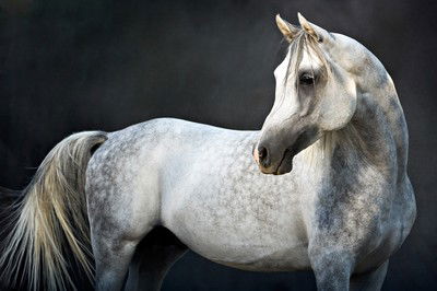 Arabian Stallion II von Tariq Dajani