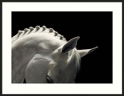 Holstein (Cassia) von Tim Flach