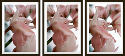 Blumenstück IV von Thomas Florschuetz