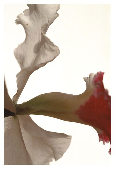 Blumenstück VI von Thomas Florschuetz