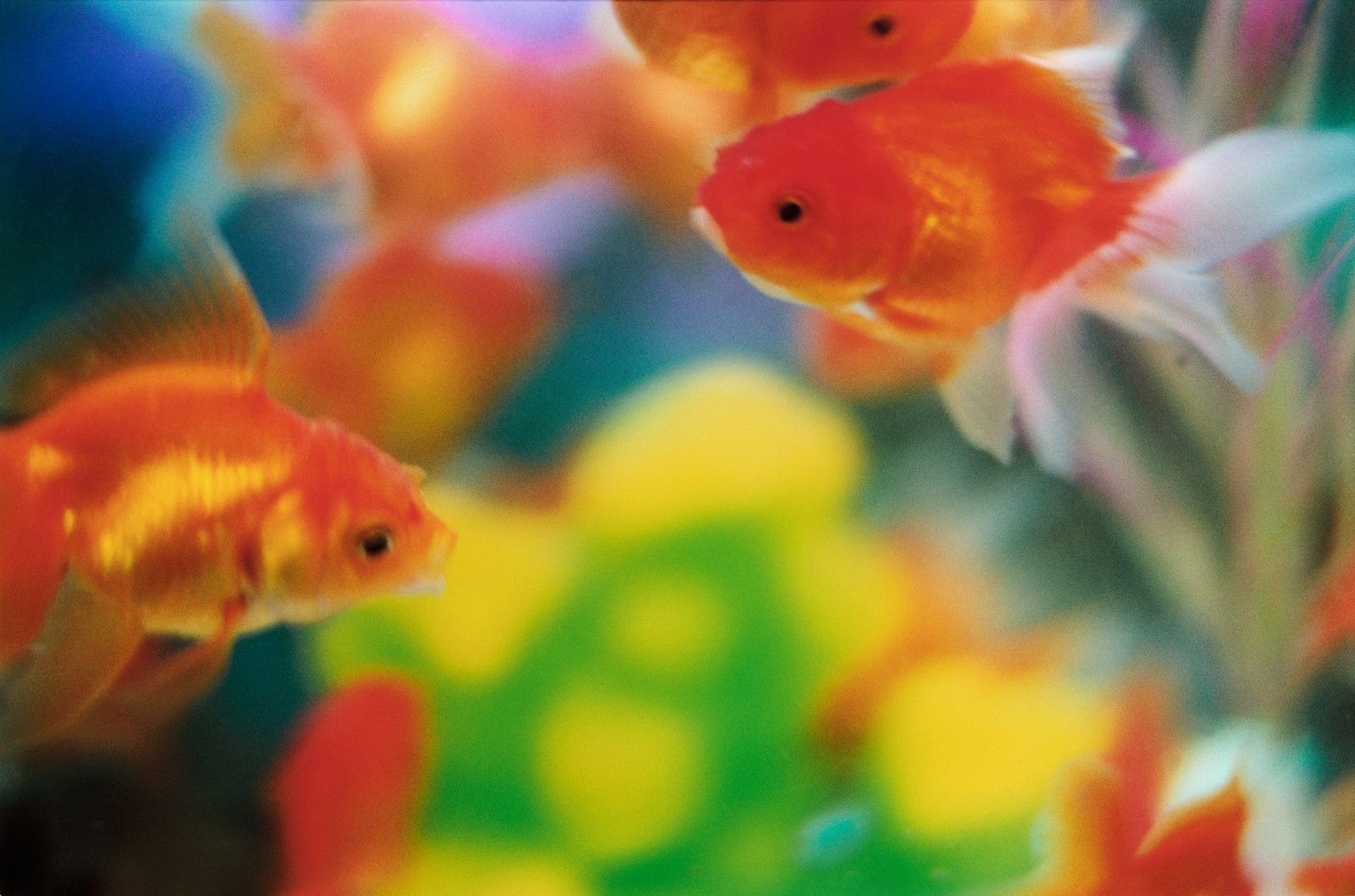 Untitled, Liquid Dreams 1 von Mika Ninagawa | Trunk Archive Untitled, Liquid Dreams 1 von Mika Ninagawa | Trunk Archive