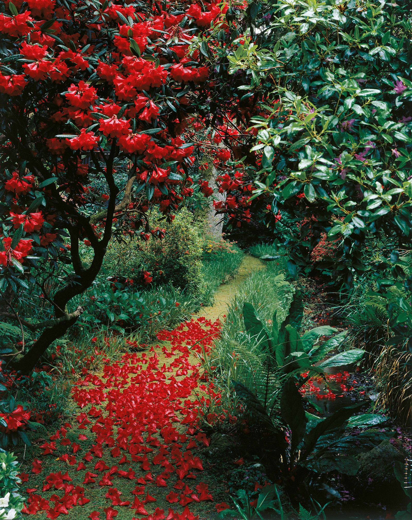 Red Petals von Tessa Traeger | Trunk Archive Red Petals von Tessa Traeger | Trunk Archive