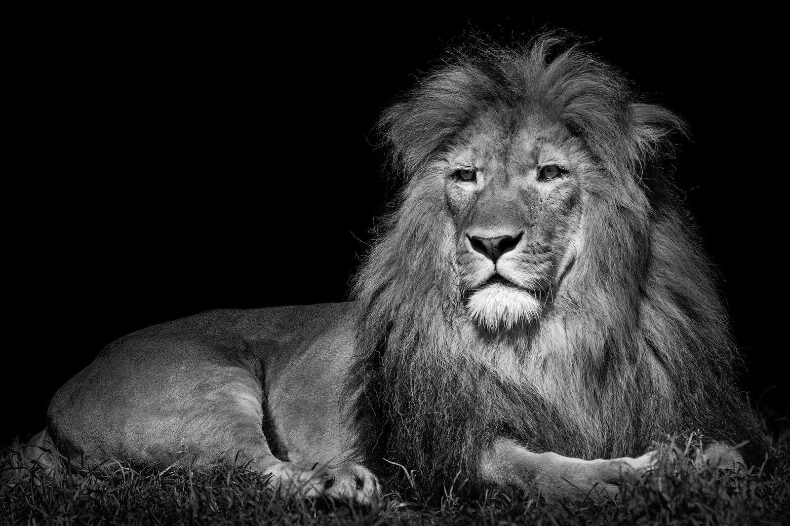 Lying Lion von Wolf Ademeit Lying Lion von Wolf Ademeit
