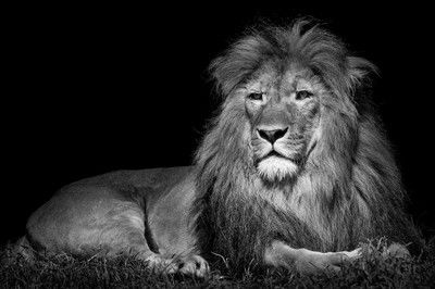 Lying Lion von Wolf Ademeit