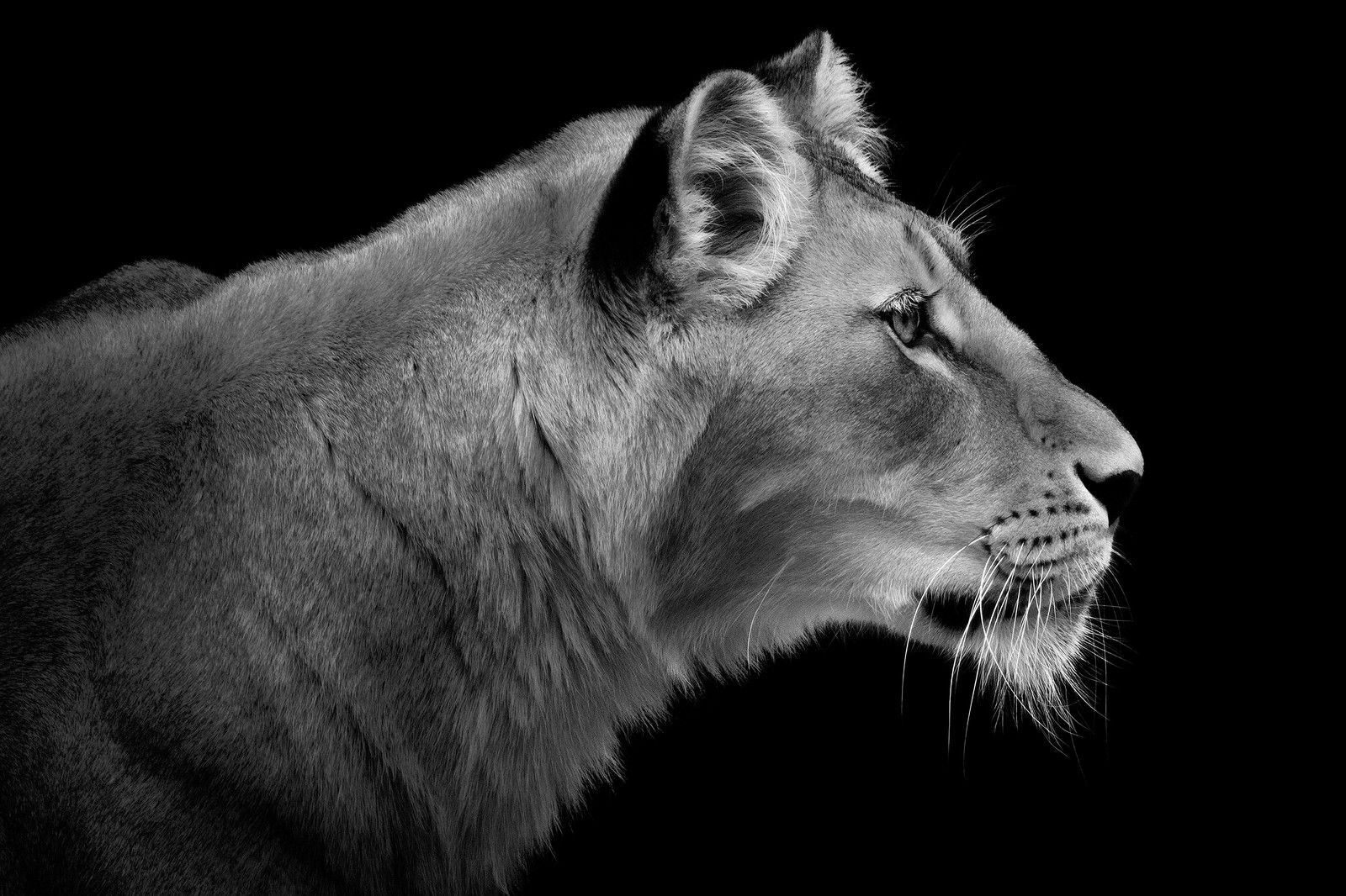 Lioness Portrait von Wolf Ademeit Lioness Portrait von Wolf Ademeit