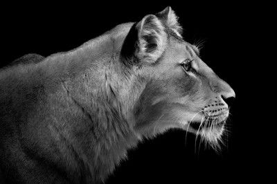 Lioness Portrait