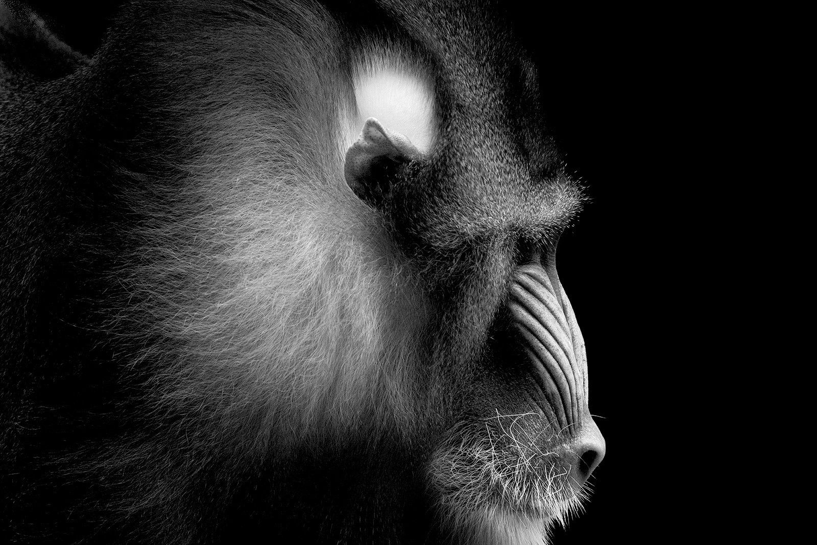 Mandrill Portrait von Wolf Ademeit Mandrill Portrait von Wolf Ademeit