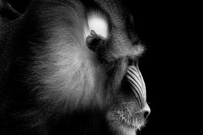 Mandrill Portrait von Wolf Ademeit
