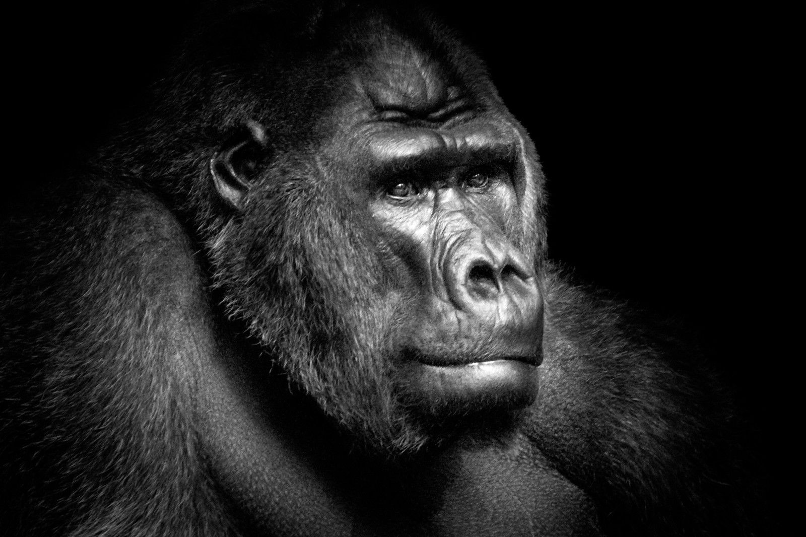 Gorilla Portrait von Wolf Ademeit Gorilla Portrait von Wolf Ademeit
