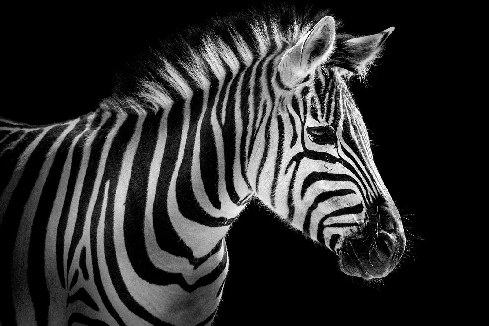 Zebra Portrait von Wolf Ademeit Zebra Portrait von Wolf Ademeit