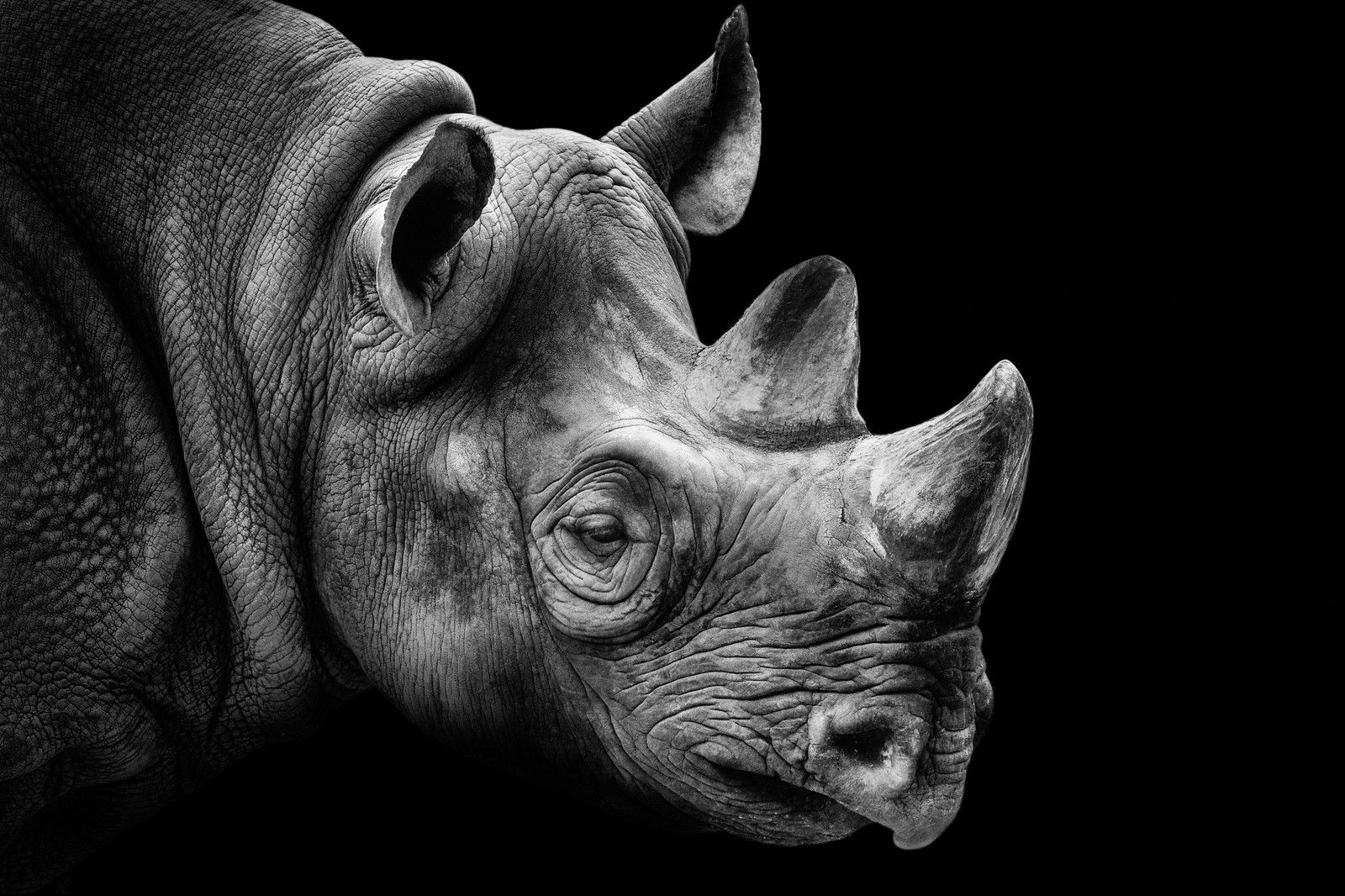 Rhino Portrait von Wolf Ademeit Rhino Portrait von Wolf Ademeit