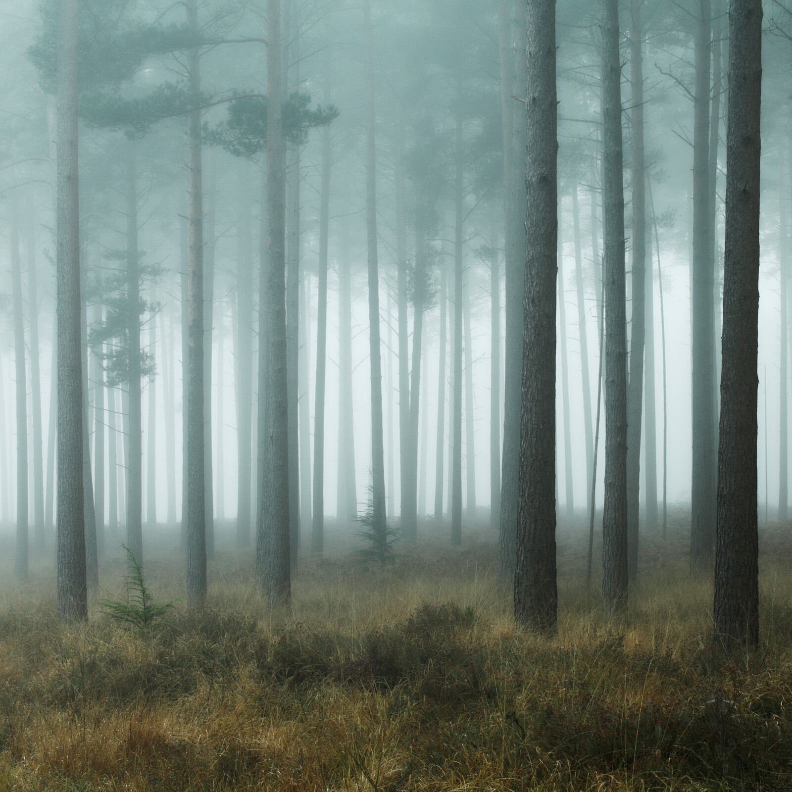 New Forest Mist - David Baker