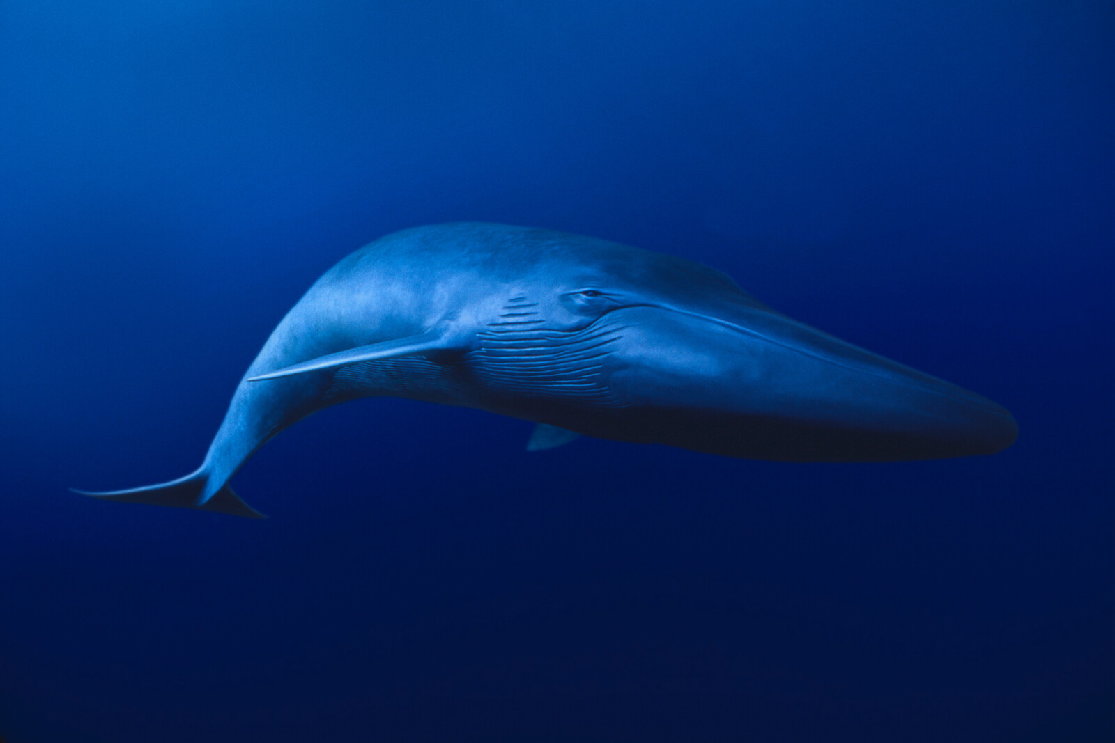 Blue Whale, Balaenoptera musculus, California - David Fleetham