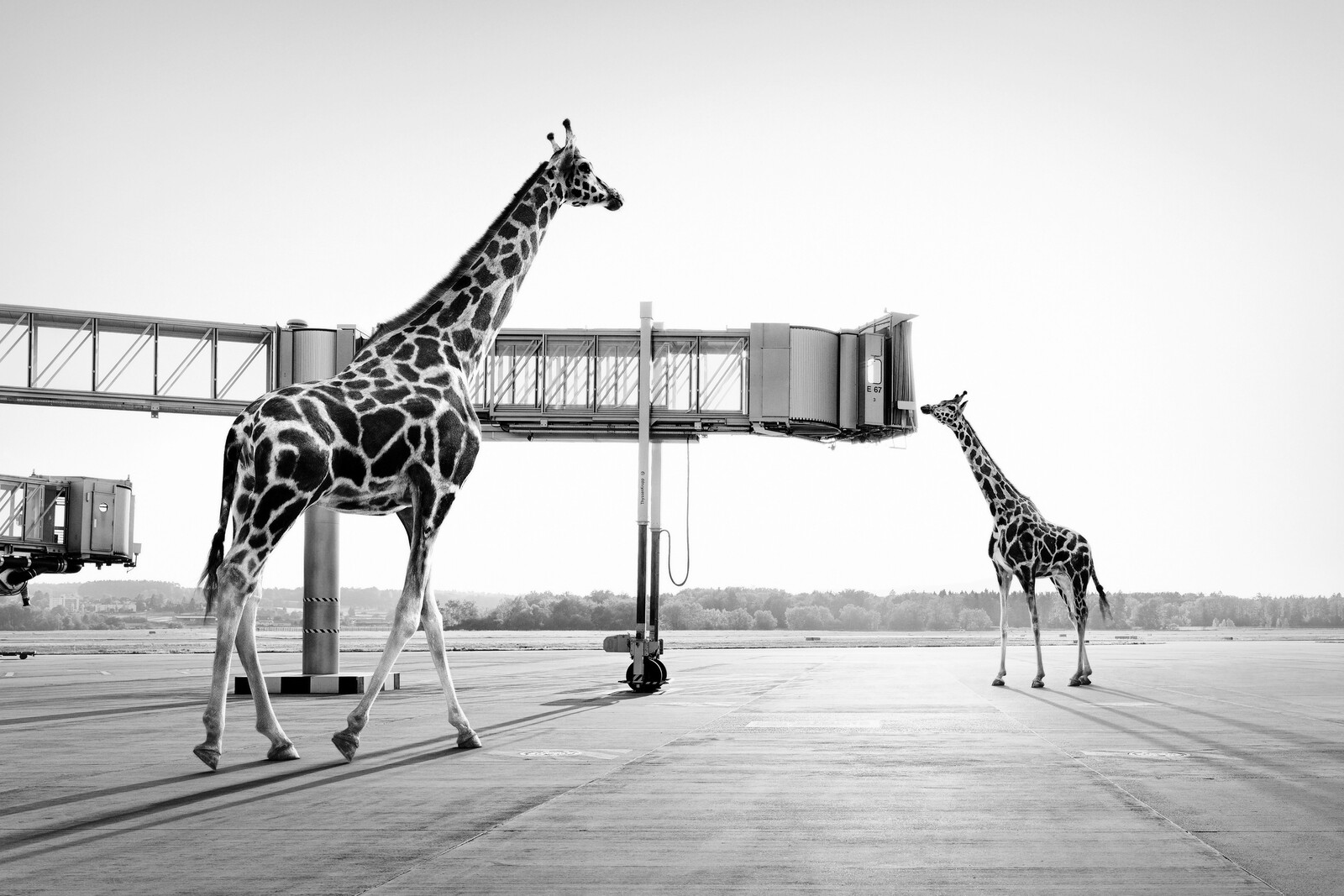 Giraffes - Tom Nagy