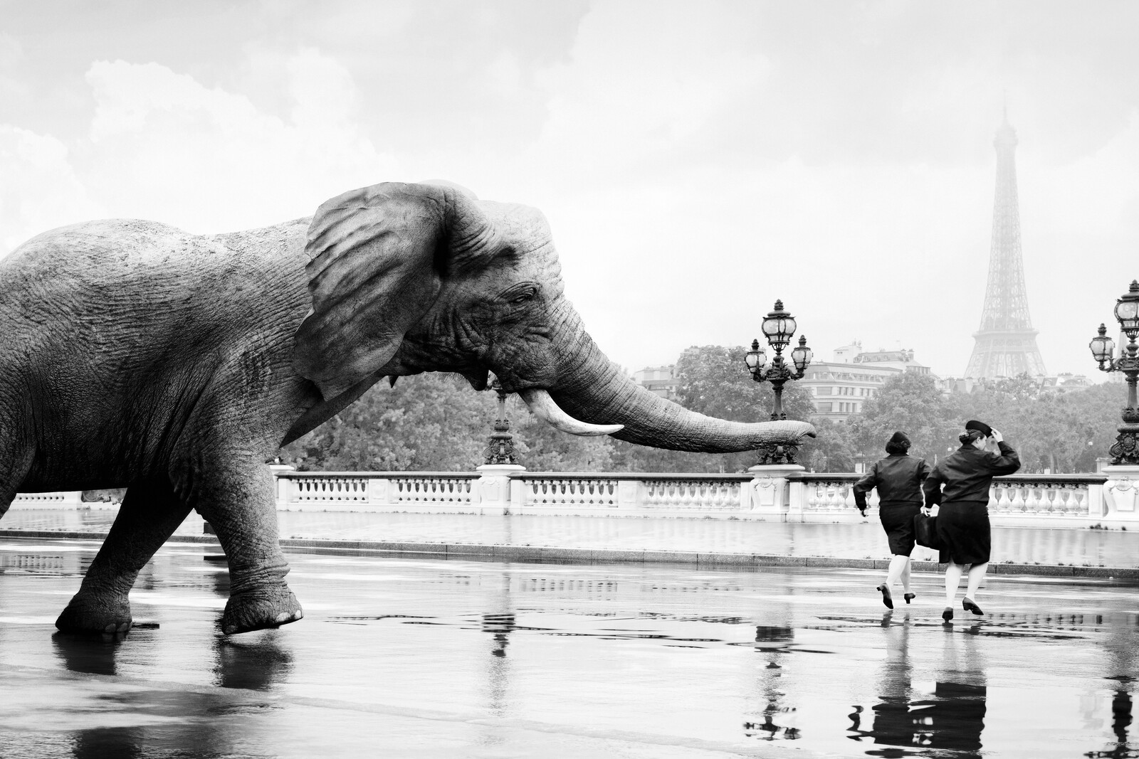 Elephant - Tom Nagy